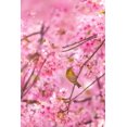 thumbnail image 2 of Chen, Liang 17x24 White Modern Wood Framed Museum Art Print Titled - cherry blossoms and bird, 2 of 4