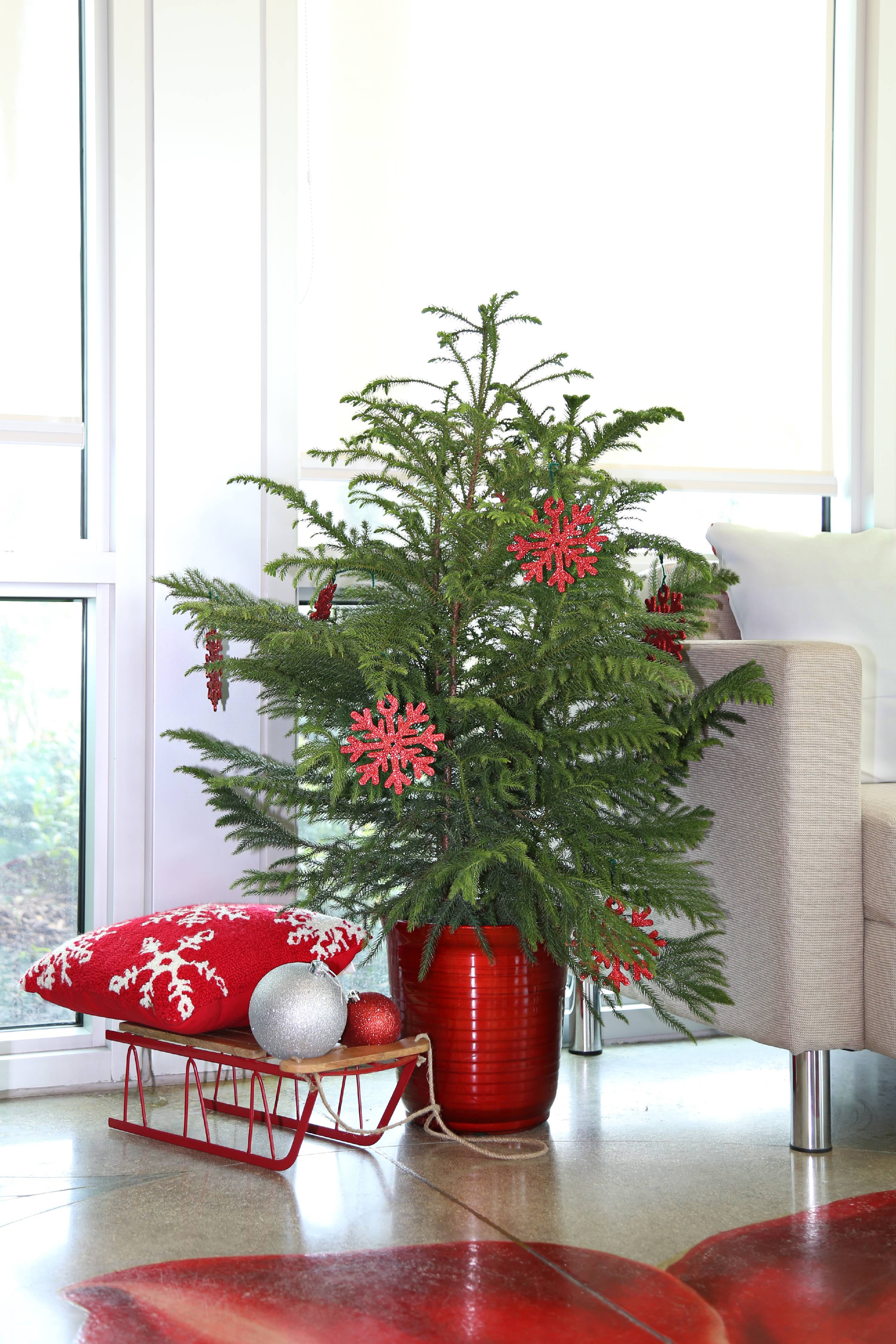 Live potted christmas trees
