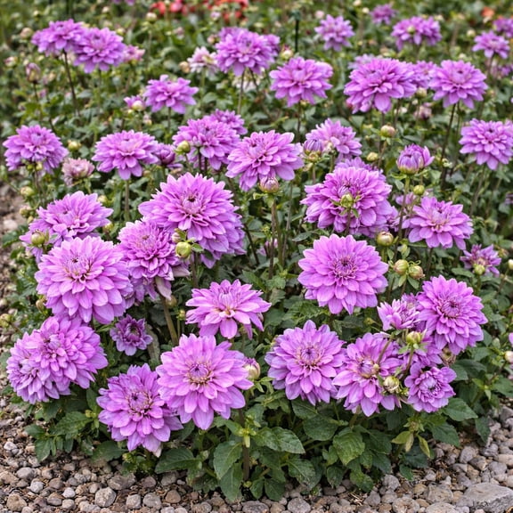 Lilac Time Dahlia Flowers - 7 Bulbs - Pretty Purple Petals Attracts Butterflies, Bees & Hummingbirds-Spring Garden Perennial Plants