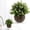 C, variant on 1 Pcs Fake Plants Small Artificial Faux Plants With Hemispherical Pulp Bonsai for Shelf Mini Plastic Potted Greenery for Home Office Desk Bathroom Bedroom Indoor Decor(Green)
