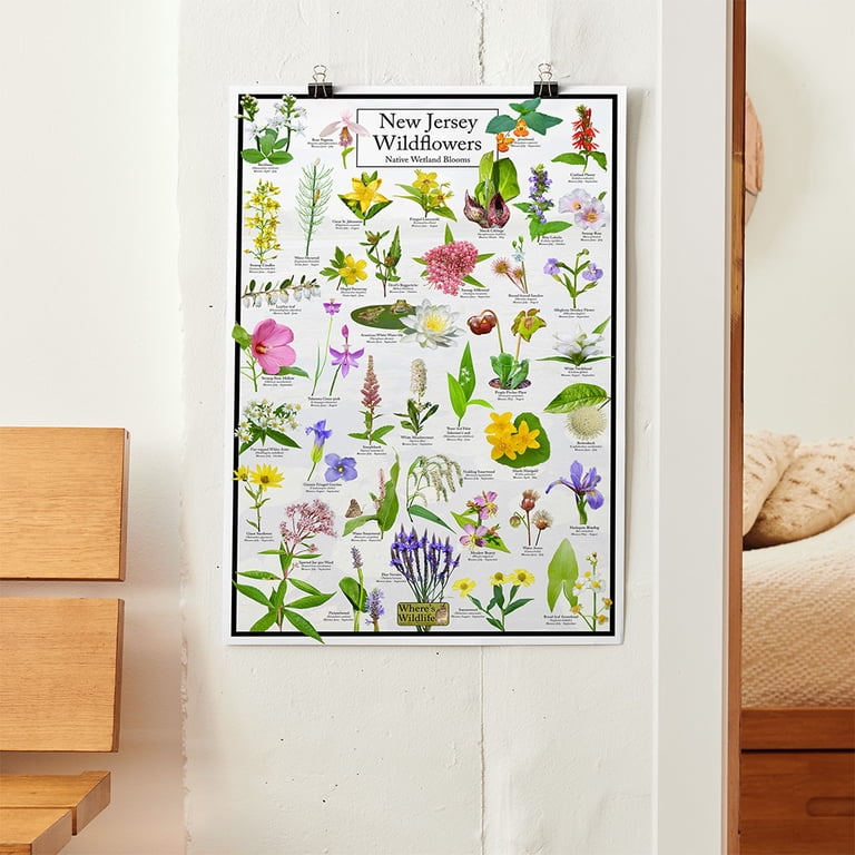 New Jersey Wildflowers Poster - Native Wetland Blooms