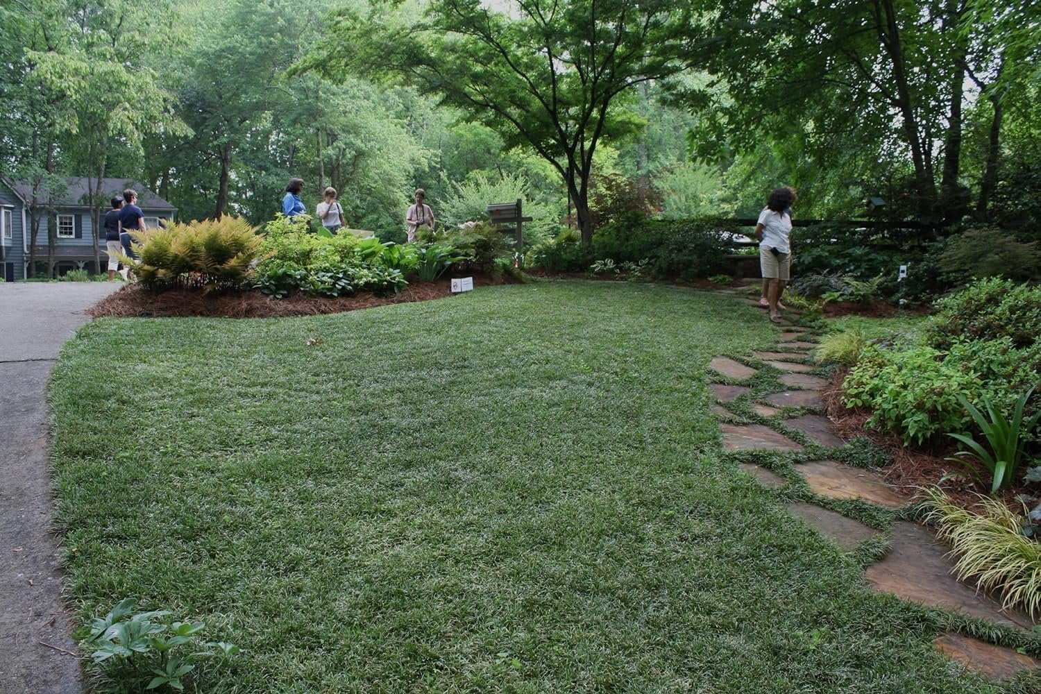 Dwarf Mondo Grass Plants  200 Live Bare Root Pips  Ophiopogon Japonicus Nanus  Perfect for Ground Cover & Borders  Hardy & Low Maintenance