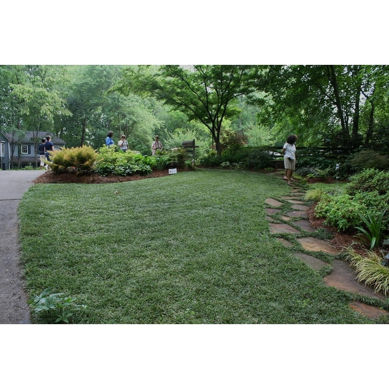 Dwarf Mondo Grass Plants 200 Live Bare Root Pips Ophiopogon