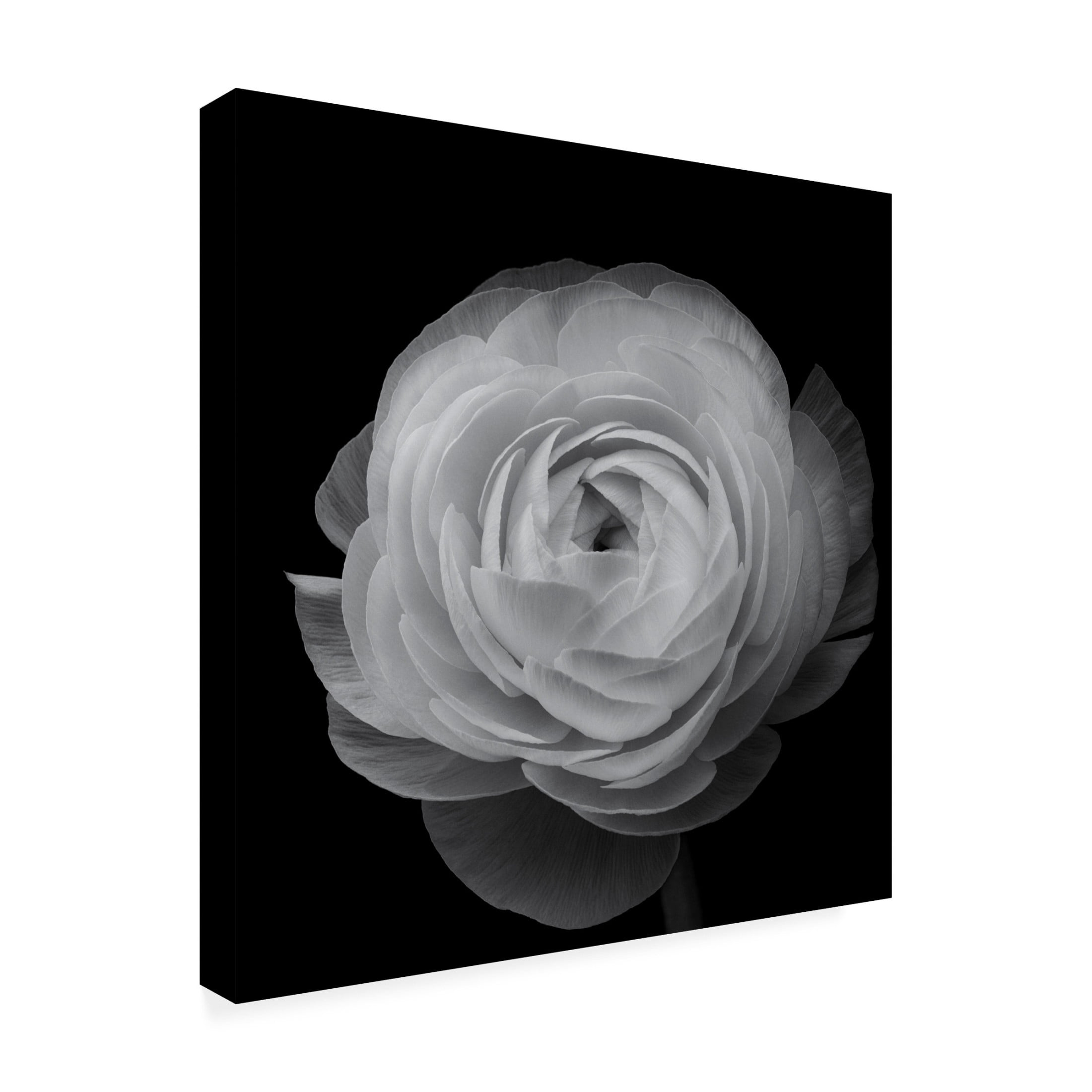 Canvas Wall Art - Lotte Gronkjar 'Ranunculus' Wall Art for Living Room, Bedroom, or Office D?cor by Trademark Fine Art - 24 x 24 Inches
