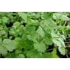 Cilantro Slow Bolting Also Known Ascoriander Chinese Parsley Great Herb Heirloom Vegetable BULK 7,000 Seeds