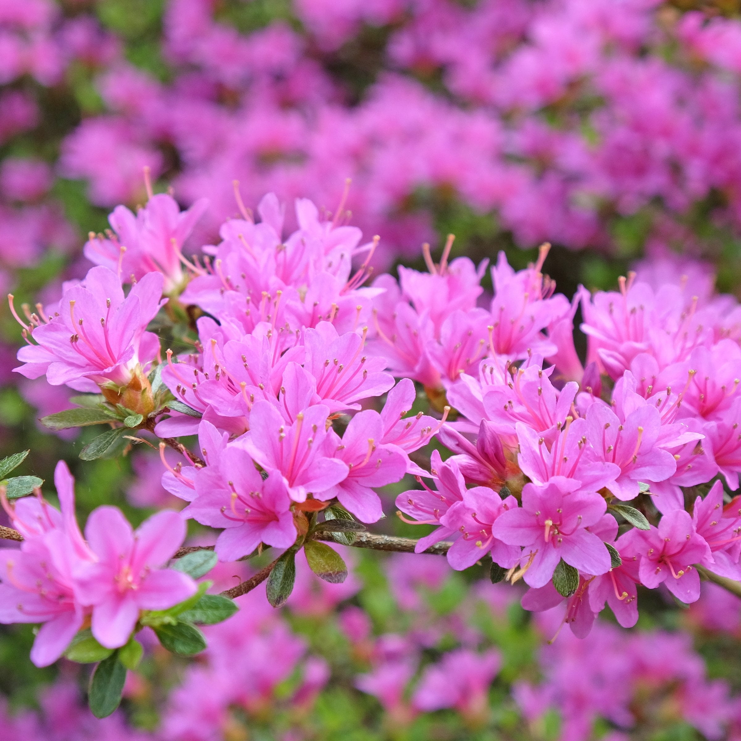 National Plant Network 4 in. Azalea FlorAmore Lavender (3-Pack)