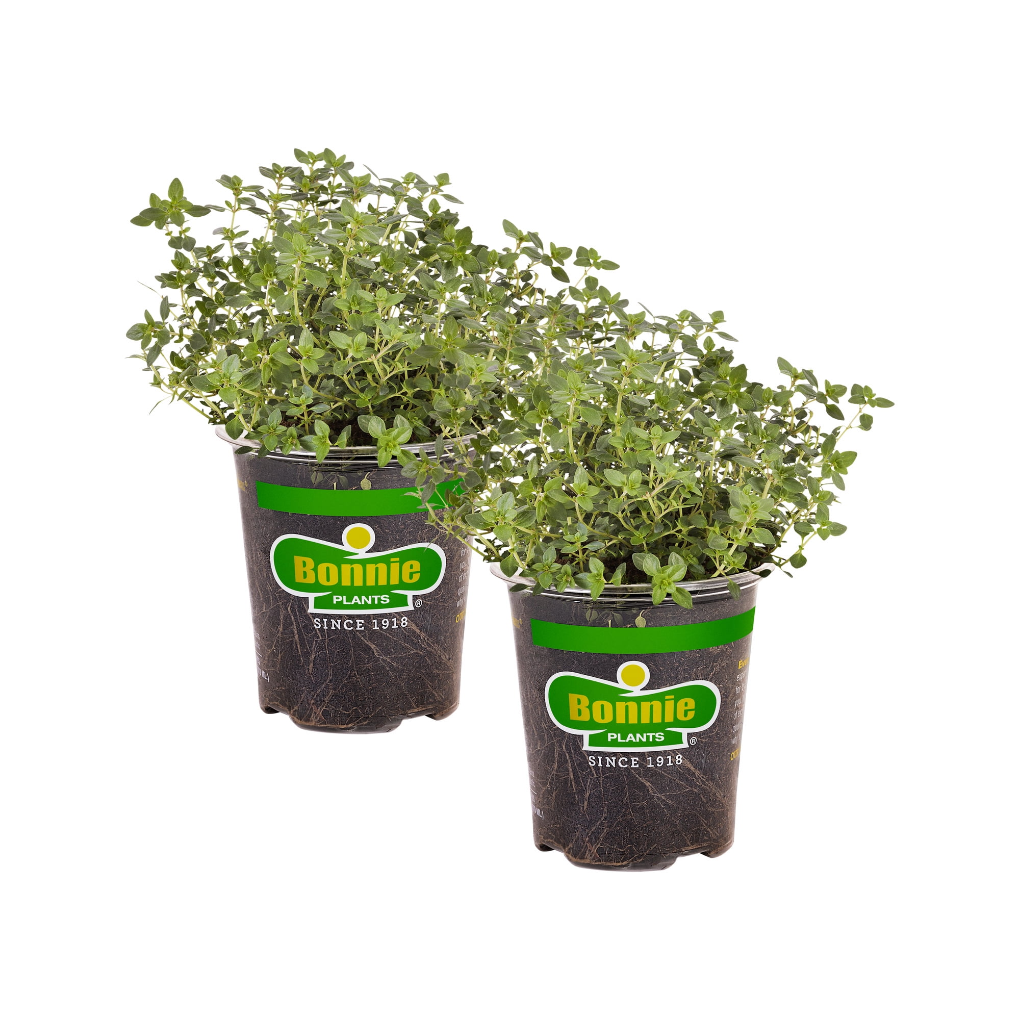 Bonnie Plants Lemon Thyme 19.3 oz. 2-Pack