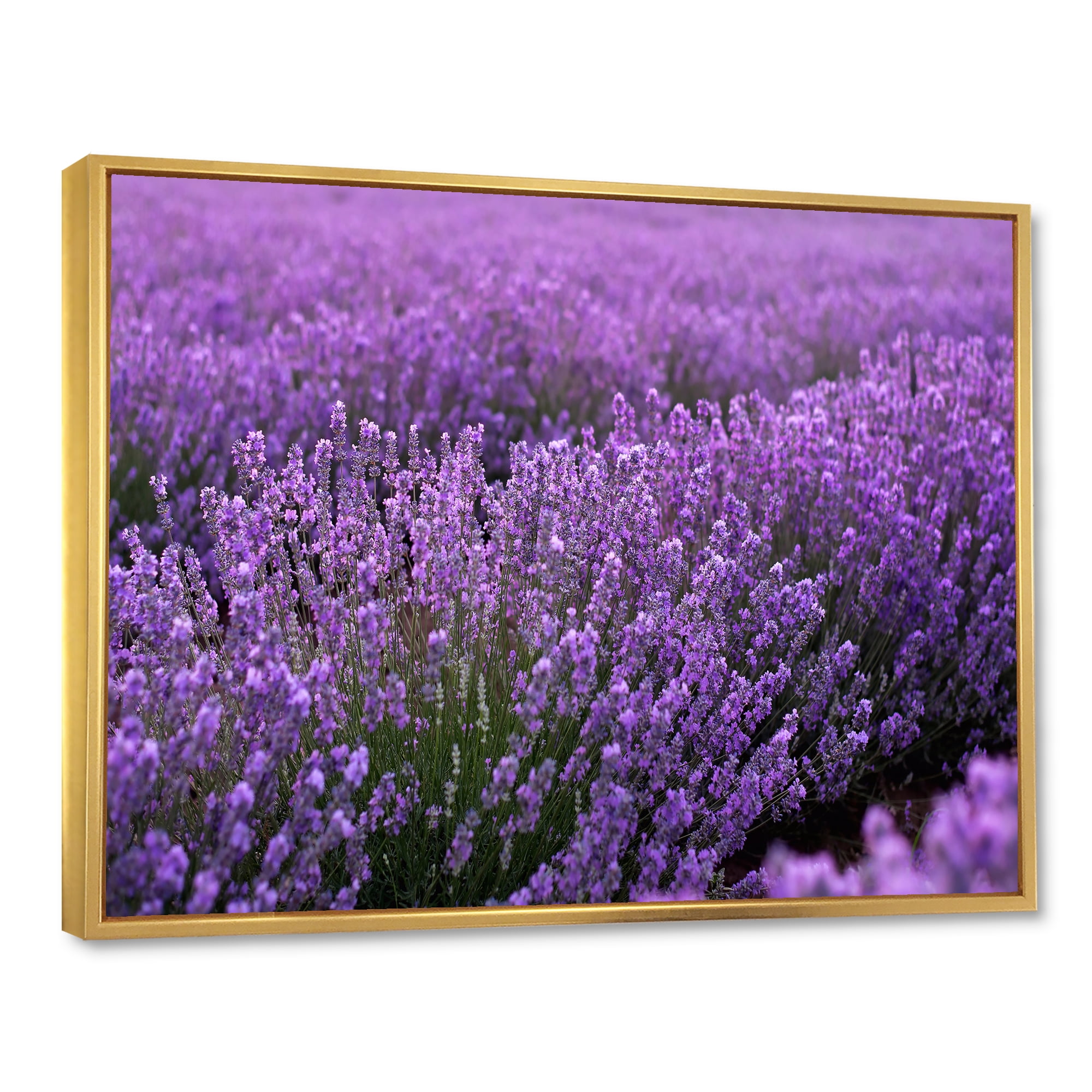 Designart 'Blooming Purple Lavender Meadow' Farmhouse Framed Canvas Wall Art Print