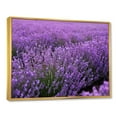 thumbnail image 3 of Designart 'Blooming Purple Lavender Meadow' Farmhouse Framed Canvas Wall Art Print, 3 of 5