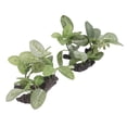 thumbnail image 3 of Fish  Artificial Plants, Odorless Aquarium Plants Decorations Natural 2pcs High Simulation  For Fish, 3 of 8