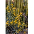 thumbnail image 2 of Garber, Howie 13x18 White Modern Wood Framed Museum Art Print Titled - Brittlebush wildflower and Organ Pipe Cactus-Desert Botanical Gardens-Phoenix-Arizona-USA, 2 of 4