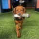 thumbnail image 5 of Funny Dog Toys - Plush Squeaky Toys for Medium, Small - Cool Stuffed Cute Gifts for Dog Birthday, 5 of 5