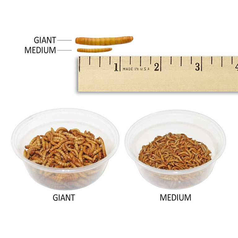 Mealworm Farm Kit