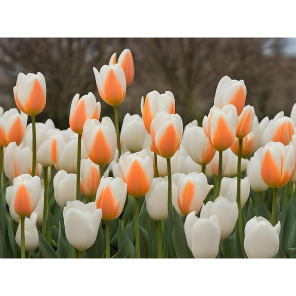 Orange Sherbert Tulip Bulbs for Planting – Top Size Bulbs, Perennial Flowers (5 Bulbs)