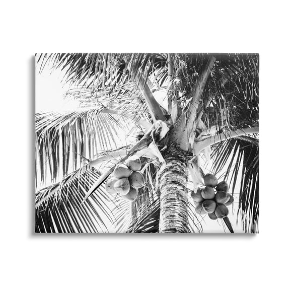 Stupell Industries Tropical Coconut Fruits Growing Monochrome Palm Tree Photograph Gallery Wrapped Canvas Print Wall Art, Design by Two Smart Blondes