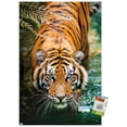 thumbnail image 1 of Tigre - Eau, 1 of 4