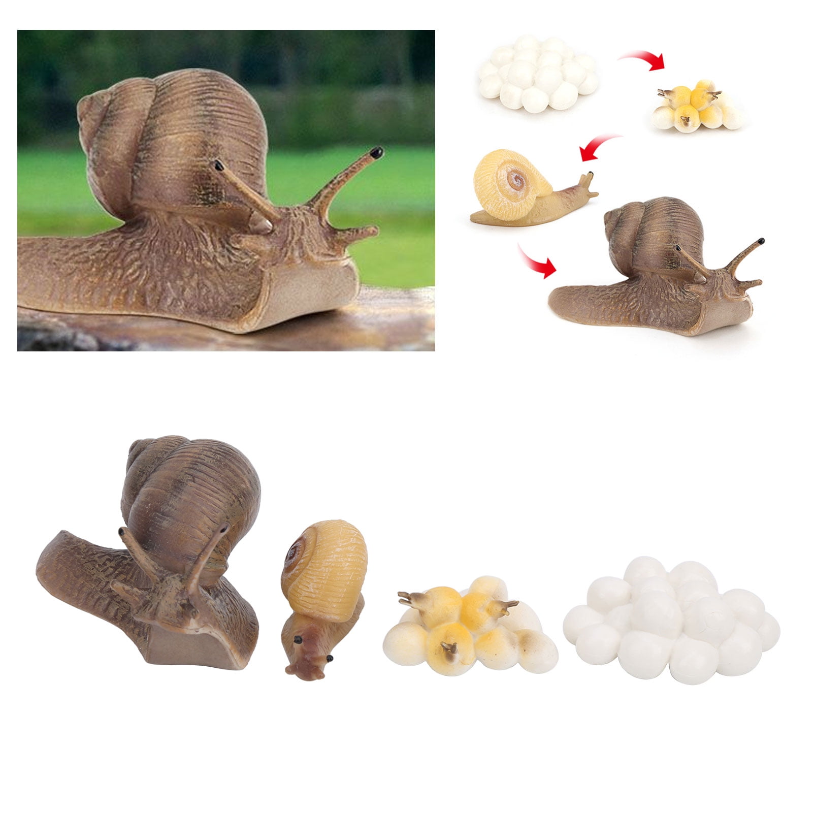 1)ÉTAPES DU CYCLE De Vie Figures Modèle De Cycle De Croissance Des