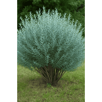 Dwarf Arctic Willow Tree Cuttings to Plant 2 Cuttings