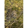 thumbnail image 2 of Zuckerman, Jim 17x24 Black Ornate Wood Framed with Double Matting Museum Art Print Titled - South Africa, Leopard cub hiding from hyenas, 2 of 4