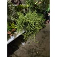 thumbnail image 7 of 6 inch pot- Curio Radicans very hardy easy care- Succulent hanging plant - Get Similar To Picture, 7 of 7