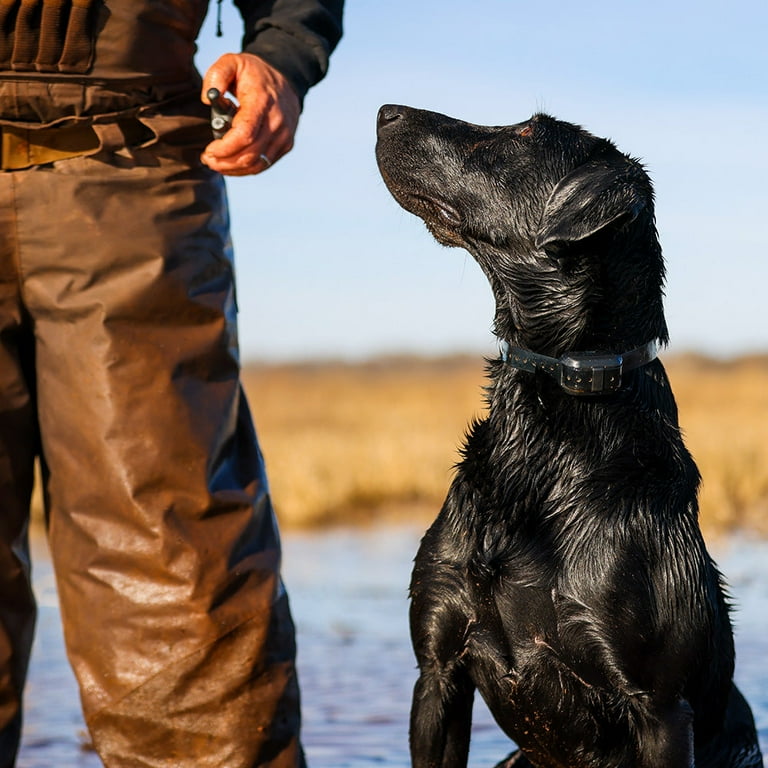 Garmin delta cheap dog