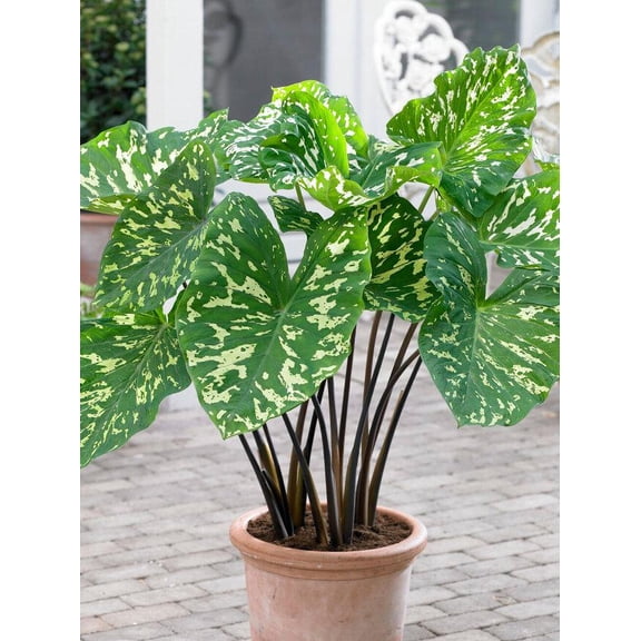 RedCrocus Alocasia Hilo Beauty Indoor Plant - Lush, Large Foliage, Pet Toxic - Bright Light Care  6"