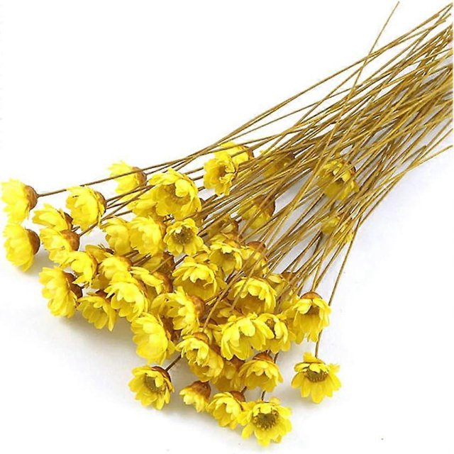 100 tallos de flores secas naturales, margaritas brasileñas pequeñas, flores secas decorativas, mini ramo de margaritas y manzanilla para arreglos florales de boda