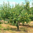thumbnail image 4 of Bartlett Pear Tree | The Bartlett Pear Tree produces large, yellowish-brown fruit with sweet, juicy white flesh. Grown in mid-season, it thrives in growing zones 5-8., 4 of 6