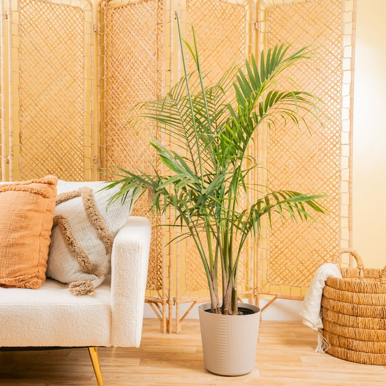 Costa Farms Green Majesty Palm Live Plant in 10in Decor Pot with Feathery  Fronds - Walmart.com