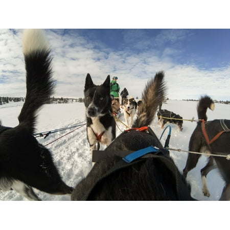 GoPro - Fetch Dog Harness