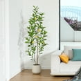 thumbnail image 2 of 6ft Artificial Lemon Tree with Oval White Pot, Realistic Looking Foliage - Perfect for Home or Office Decor!, 2 of 8