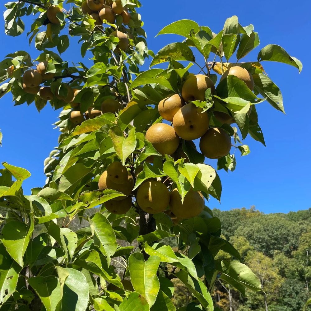 Expert Gardener 1- 1.5 ft tall Korean Giant Asian Pear Live Tree in 1-Gallon Grower Pot