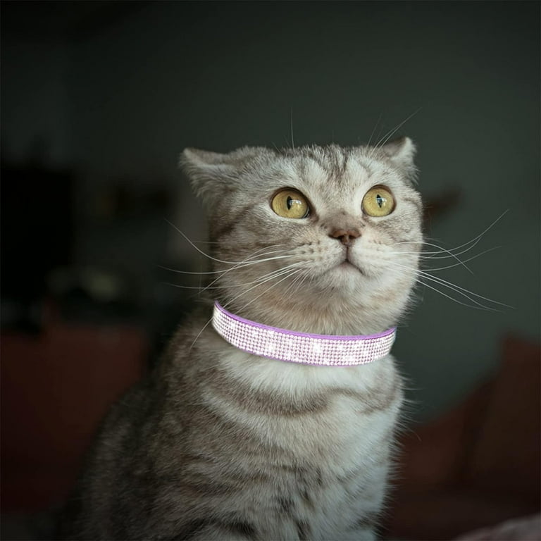 Cat studded collar hotsell