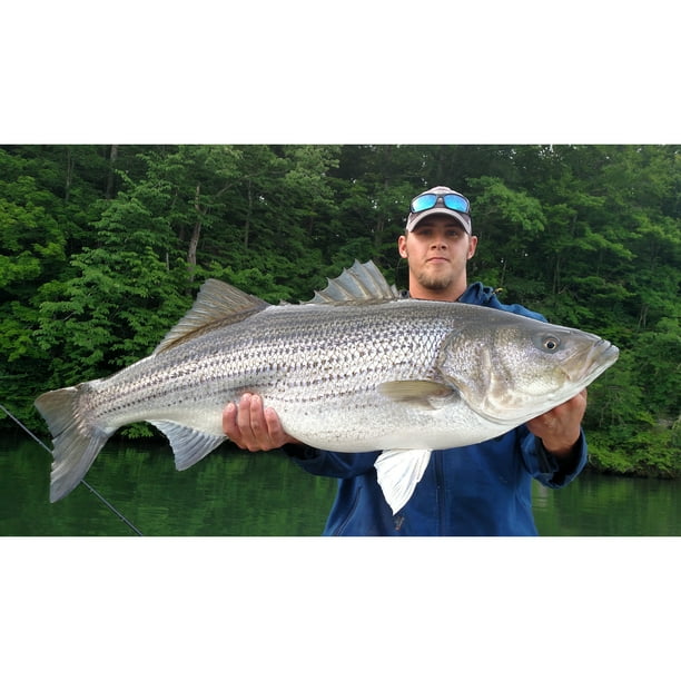 cortland fly fishing poles Fairplay Saltwater Outfit The balance of the Color:Shore Catch Bubble Gum Pink VK Stinger EGO S2 Slider Fishing
