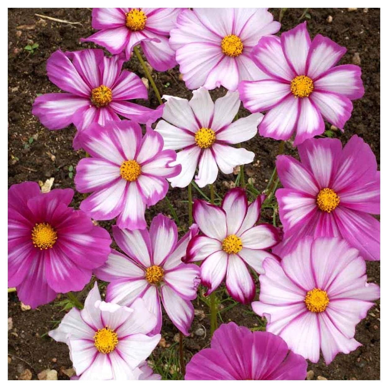 Everwilde Farms - 1 lb Candystripe Cosmos Garden Flower Seeds - Gold Vault Bulk Seed Packet