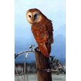 thumbnail image 1 of Hibou Brun - Peinture Diamant DIY, 1 of 6