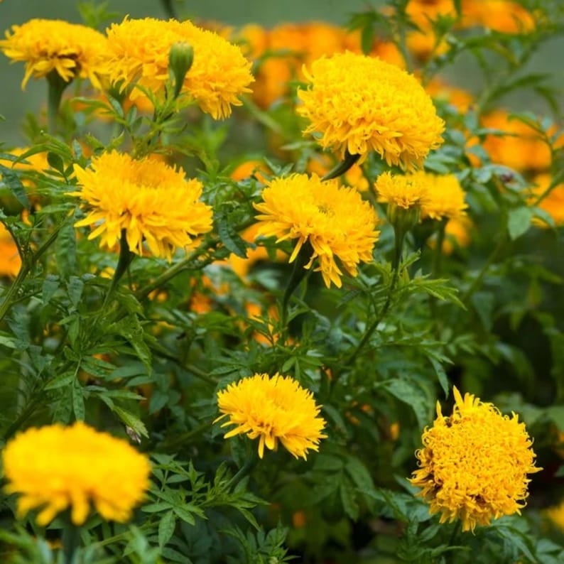 25 Pack Giant Yellow Marigold Seeds Edible Open-Pollinating Draft and Cold Dwarf Plant in Spring