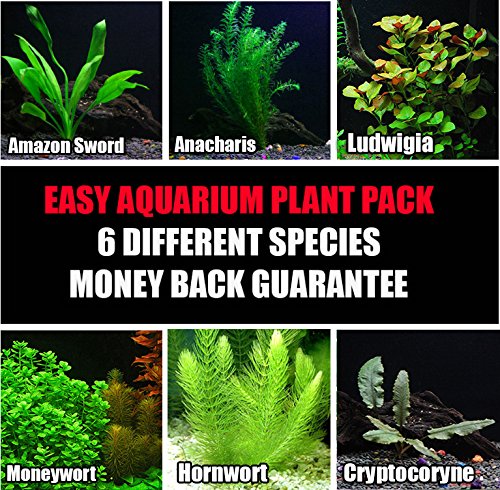 3 Species 21 Stems Low Light Live Aquarium Plants Package Easy To Grow Live Aquatic Plants Free First Class Shipping Aquariums Tank Decor Pet Supplies Stokfella Com