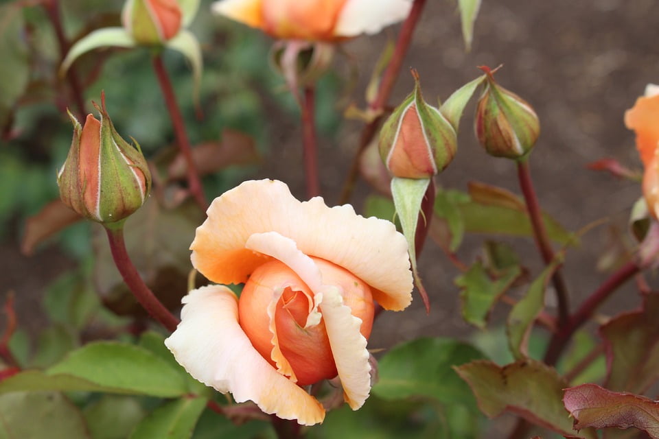 New Zealand Rose Flower Rotorua Rose Garden20 Inch By 30 Inch