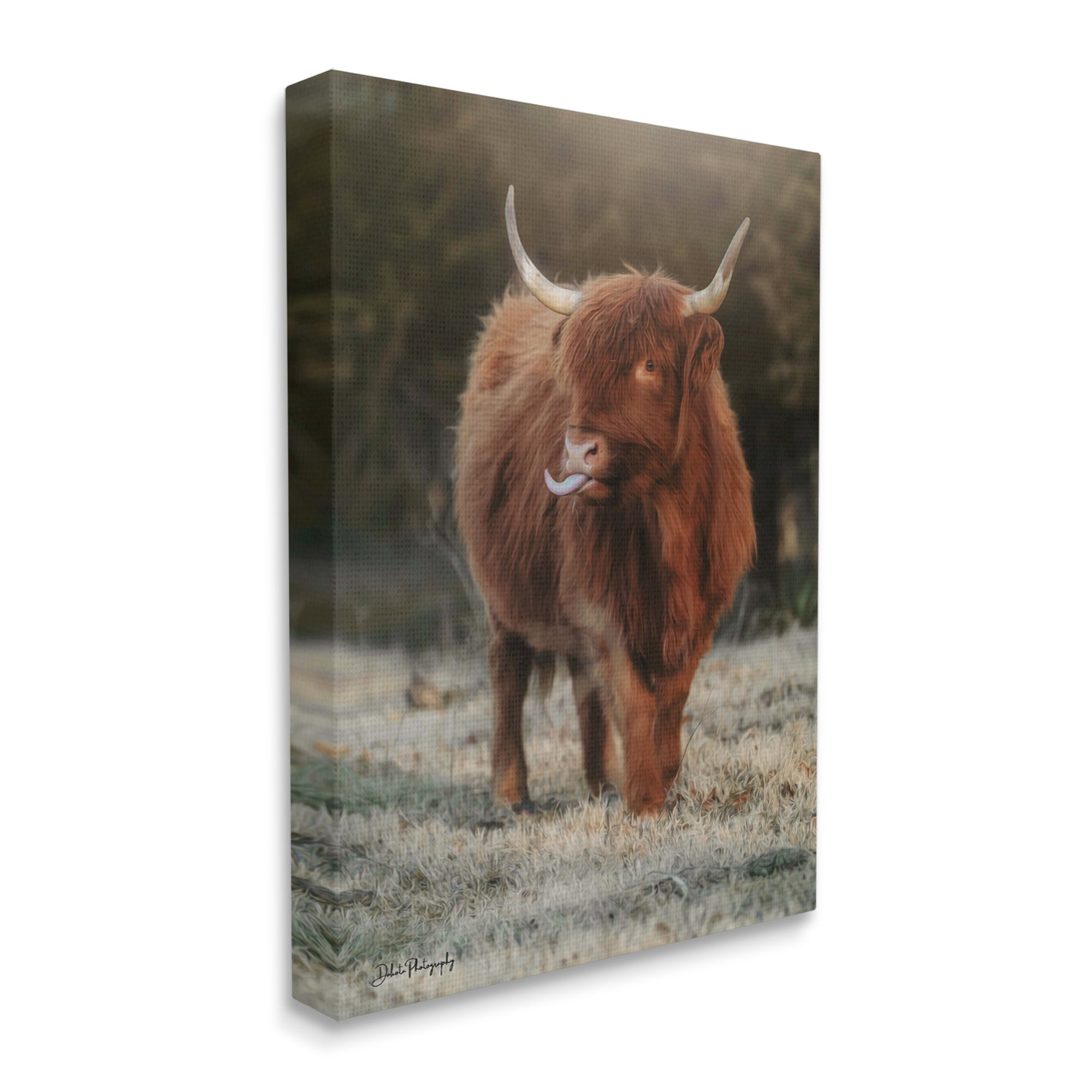 Stupell Highland Cattle Farmhouse Country Animal Animals & Insects Photography Gallery Wrapped Canvas Print Wall Art