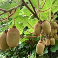thumbnail image 6 of Female Kiwi Plants Live, Cold-Hardy Kiwi Berry Vines, Sweet Edible Well-Rooted 6-8 Inches, Fruit Trees Vines for Garden or Trellis, 6 of 6