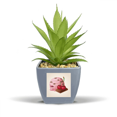 thumbnail image 1 of Chocolate Cherry Purple Ice  Ball Fake Pineapple Flower Pot Vase Mini Decor, 1 of 3