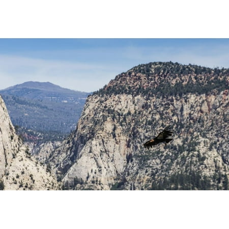 An adult California condor in flight on Angel's Landing Trail in Zion National Park, Utah, United S Print Wall Art By Michael