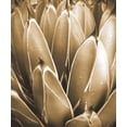 thumbnail image 4 of William Tenoever 15x17 Black Modern Wood Framed Wall Art Titled - Agave Sepia, 4 of 6
