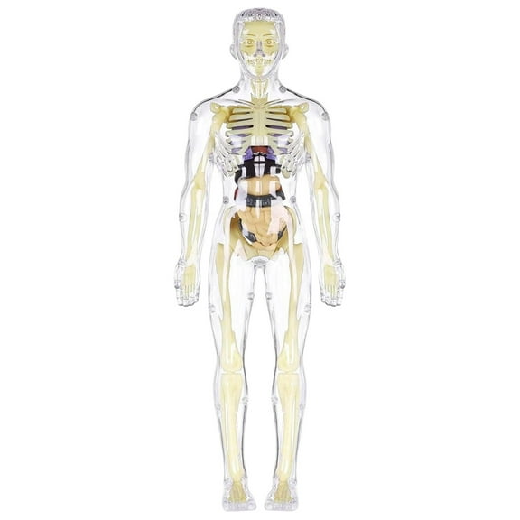 HJJLRH Human Body Skeleton Model Kits, Anatomy Figure, Bones Interactive Science Kit, STEM Educational Toys for Boys and Girls, Halloween Physiology Gifts for Kids Ages 8