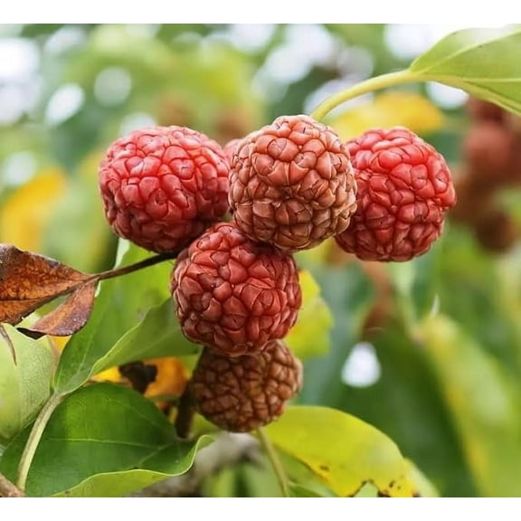 Mandarin Melon Tree Seeds for Planting (10 Seeds) - Maclura tricuspidata