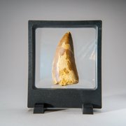 Genuine Carcharodontosaurus Tooth in Display Box (52 grams)