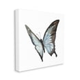 thumbnail image 3 of Stupell Industries Ulysses Butterfly Children's Nursery Insect Watercolor Painting, 36 x 36,Design by Fox Hollow Studios, 3 of 5