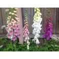 thumbnail image 4 of GSDWIUEW 100 Seeds Foxglove Mix Seeds Perennial Flowers for Planting (36), 4 of 7