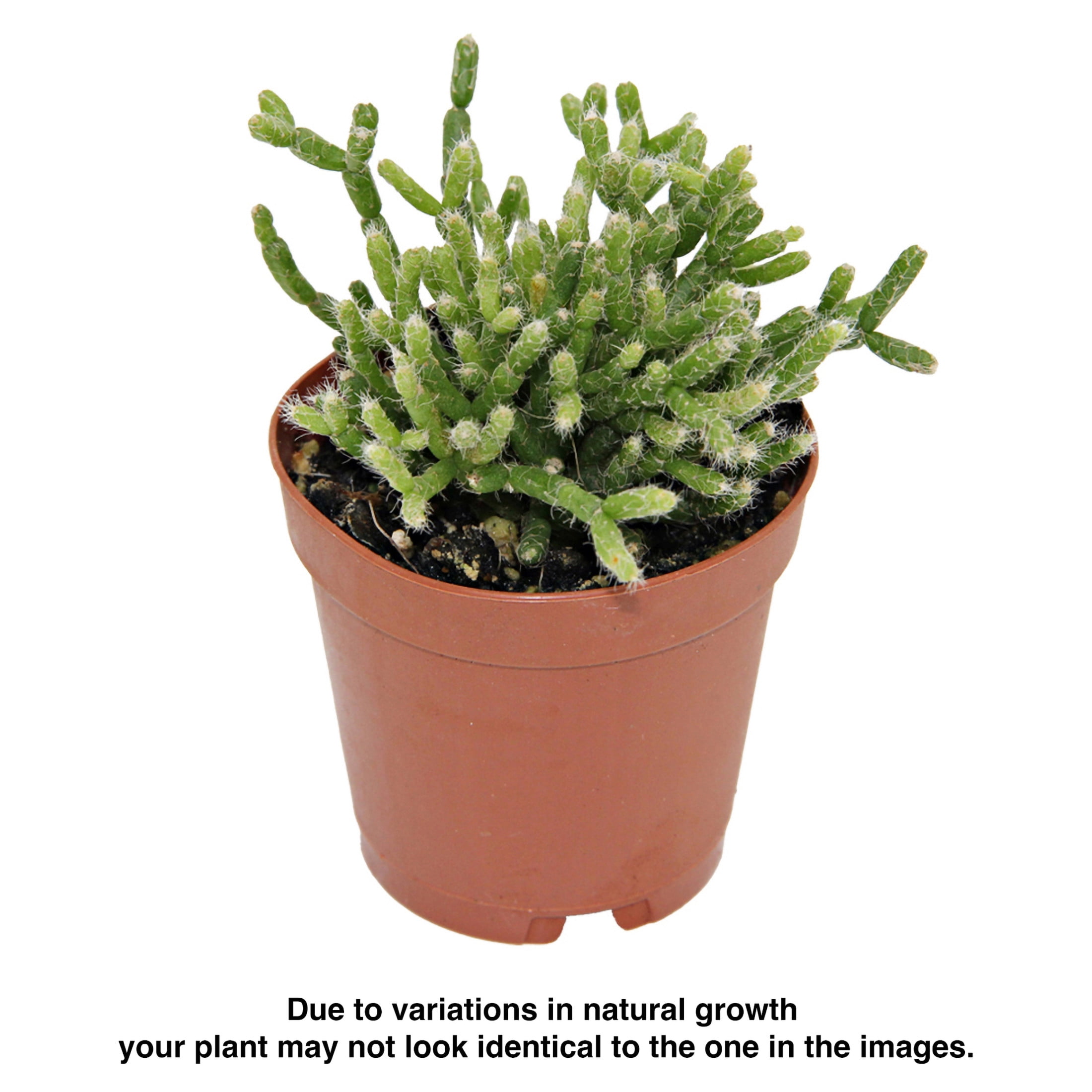 ReptiCulture Assorted Rhipsalis Tropical 2" Pot 3 pk